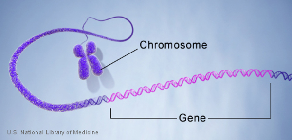 <p>Length of DNA that codes for a specific protein</p>