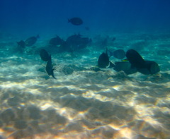 <p>(np) = sea floor (đáy đại dương)</p>