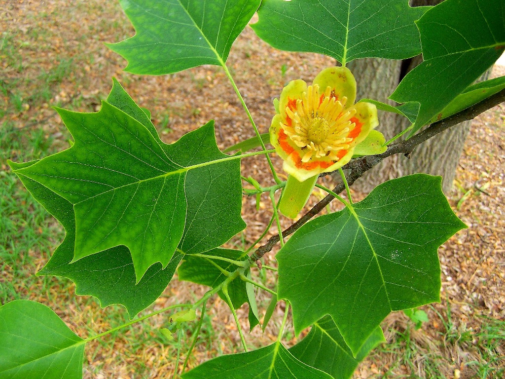 <p>Very large fast-growing deciduous tree with a straight trunk. Crown pyramidal when young, becoming more open and oval with age. Bark deeply furrowed with interlacing ridges with age. Distinctly four-lobed with a squared-off or notched tip, undersides paler green. </p>