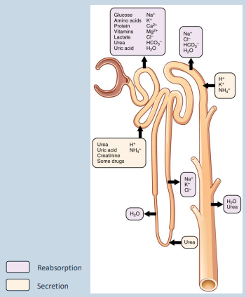 <p>what substance could we use to calculate GFR?</p>