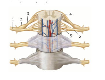 <p><span style="background-color: transparent; font-family: "Times New Roman", serif;"><strong>This figure shows an anterior view of the spinal cord and meninges. What structure does number 4 indicate?</strong></span></p><p><span style="background-color: transparent; font-family: "Times New Roman", serif;">Dorsal root </span></p><p><span style="background-color: transparent; font-family: "Times New Roman", serif;">Dorsal root ganglion </span></p><p><span style="background-color: transparent; font-family: "Times New Roman", serif;">Dorsal rootlets </span></p><p><span style="background-color: transparent; font-family: "Times New Roman", serif;">Ventral root </span></p><p><span style="background-color: transparent; font-family: "Times New Roman", serif;">Ventral rootlets<br></span></p>