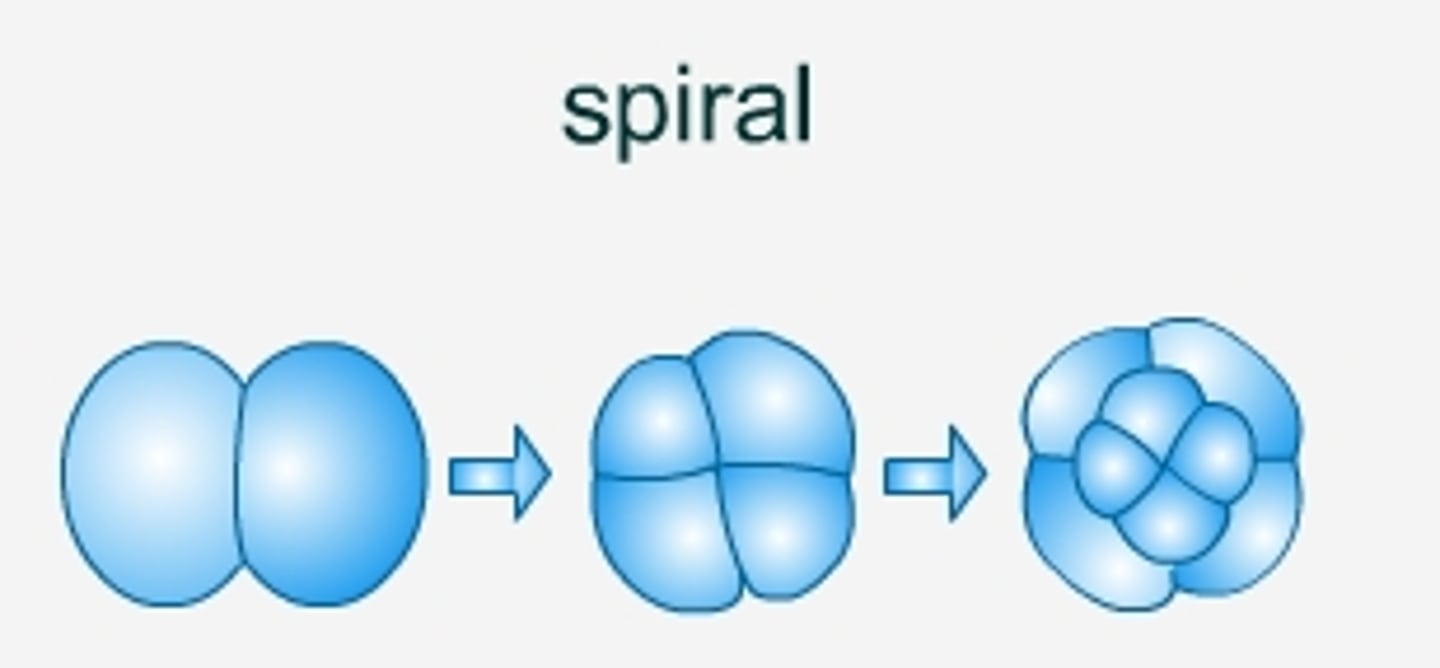 <p>cells formed on</p><p>top are shifted</p><p>relative to those below</p>