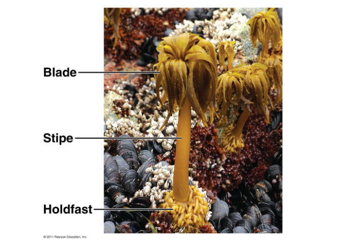 <p><span>multicellular brown algae; thallus<br>blade, stipe, holdfast- no air bladders</span></p>