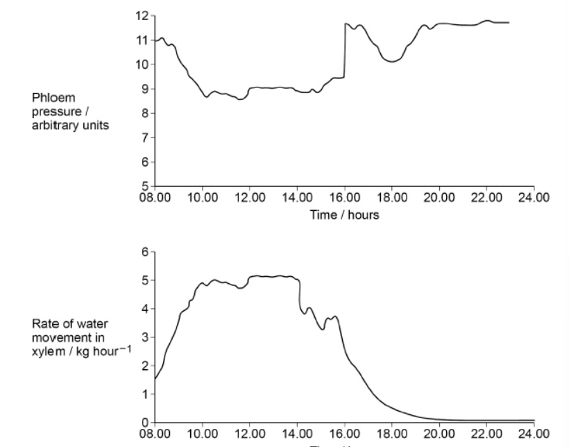<p>The scientist also measured changes in the phloem pressure and changes in the rate of water movement in the xylem of a willow plant at intervals during a day. His results are shown in the graph below.</p><p>Phloem pressure is reduced during the hottest part of the day. Use information in the graph above along with your understanding of transpiration and mass flow to explain why. (3) </p>