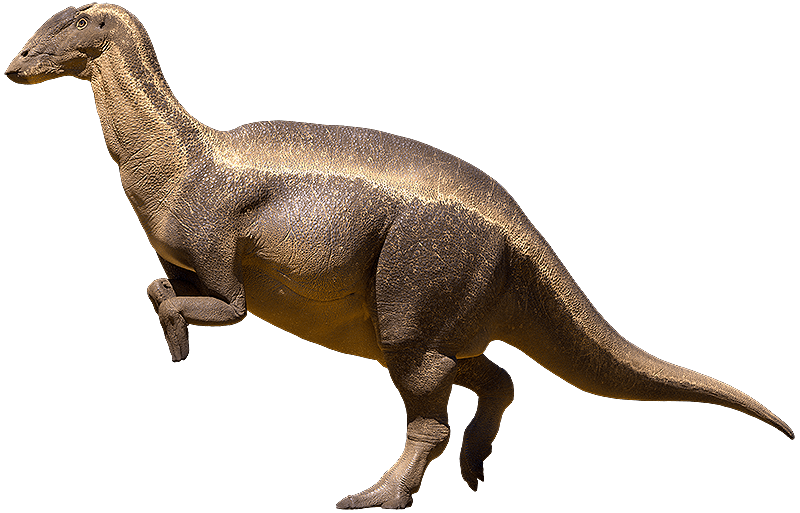 <ul><li><p><span style="background-color: transparent;">Name: bird feet</span></p></li><li><p><span style="background-color: transparent;">Stratigraphic range: mid jurassic to end cretaceous</span></p></li><li><p><span style="background-color: transparent;">Geographic range: all seven continents</span></p></li><li><p><span style="background-color: transparent;">Pedal: obligate to facultatively biped</span></p></li><li><p><span style="background-color: transparent;">Diet: herbivorous</span></p></li><li><p><span style="background-color: transparent;">Trace fossils: mummies, eggs, hatchlings, trackways, sclerotic rings, stapes and hyoid bones</span></p></li></ul><p></p>