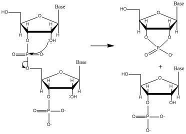 <p>lkaline hydrolysis is the base-catalyzed cleavage of RNA's phosphodiester backbone, where OH⁻ promotes attack by the RNA 2′-OH on the adjacent phosphate.</p>