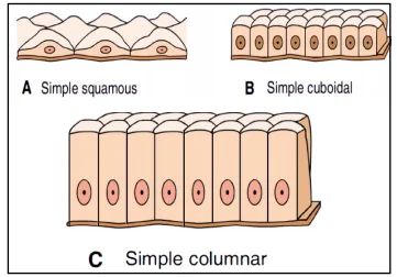 <p>1) squamous: cells are thin and flattened, with a small centrally located nucleus</p><p>2) cuboidal: cells are cube shaped with a central nucleus</p><p>3) columnar: cells are rectangular with nucleus towards base. They usually absorb material from the digestive tract, forming inner lining of digestive organs </p>