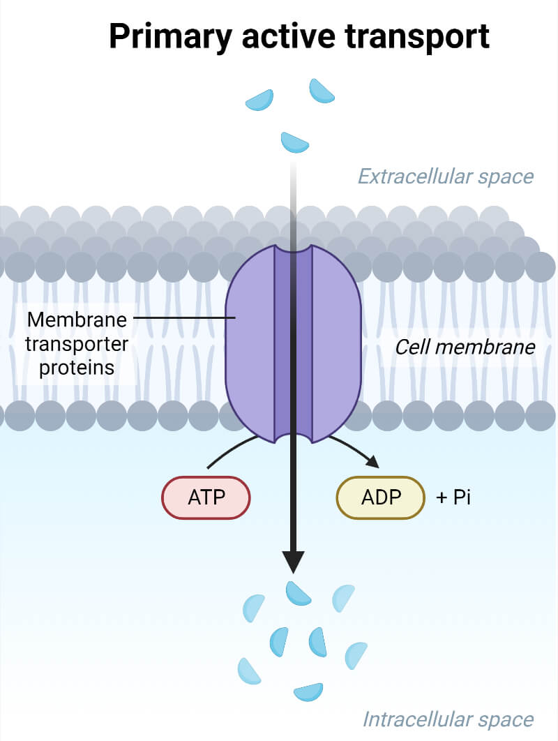 <p>directly uses energy from ATP hydrolysis to move molecules and ions across the membrane against their concentration or electrical gradient. </p>