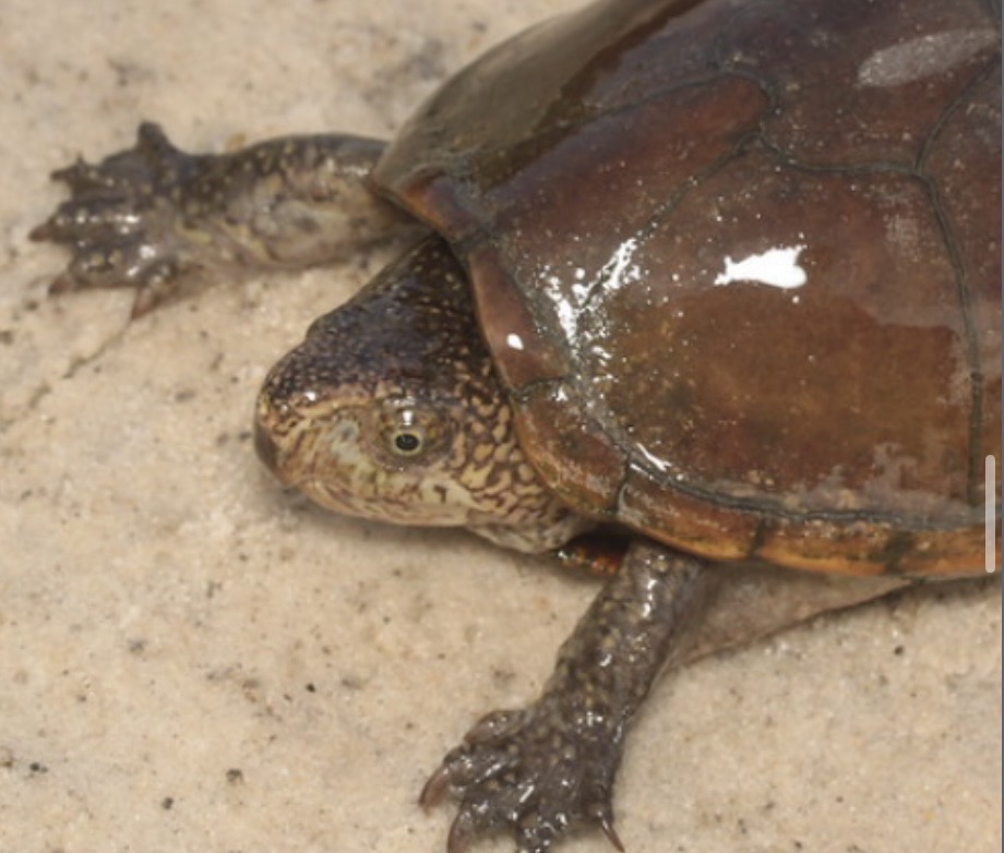<p>Dark olive brown carapace</p><p>Brown-yellow skin; yellow-red plastron</p><p>Mottled head</p>