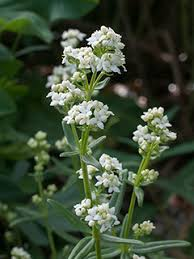 <p>Vitmåra  (Rubiaceae = Måreväxt) (KÄNN IGEN PÅ BLAD) (Klibbig)(4 blad i krans)(4 Blomblad)</p>