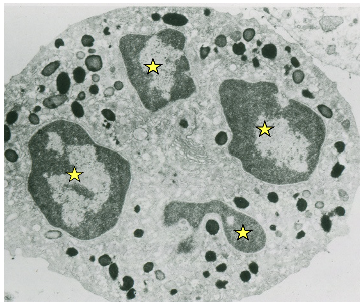 <p>this image has only one nucleus how is this possible</p>
