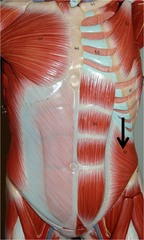 <p>A: pull the chest downward and compress the abdominal cavity</p><p>O: lumbar fascia, iliac crest, and inguinal ligament</p><p>I: linea alba, pubic crest, last three or four ribs, and costal margin</p>