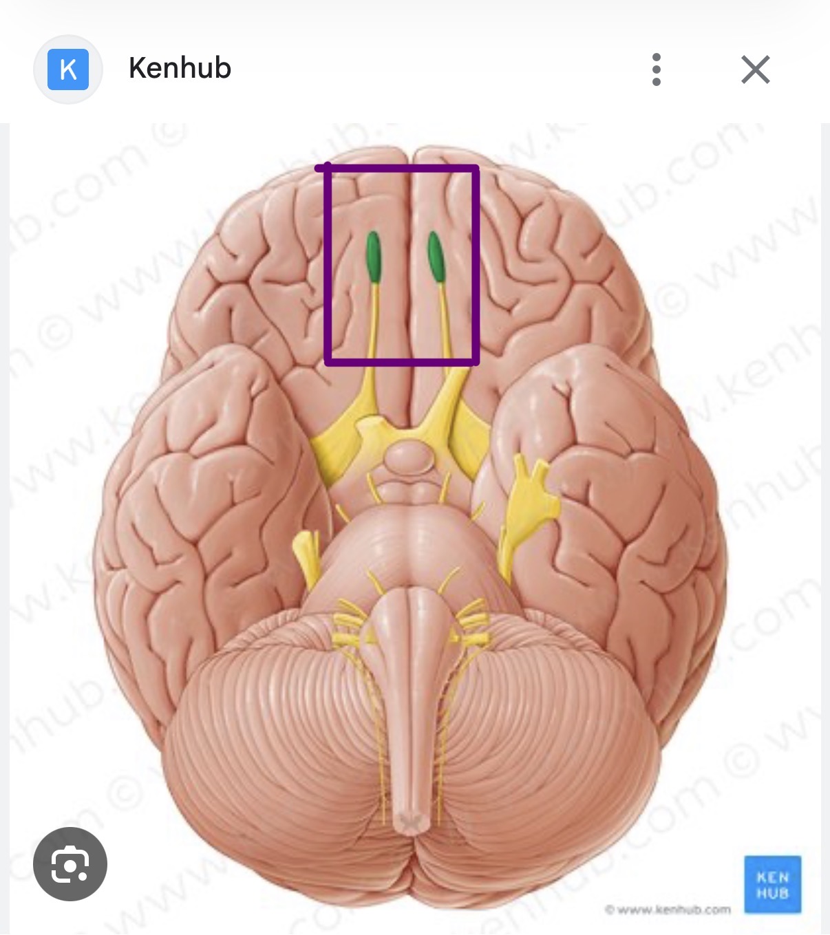 <p><mark>a neural structure in the forebrain that processes the sense of smell</mark></p>