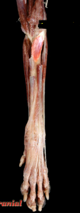 <p>Forms the lateral side of a “V’ with the pronator teres muscle</p><ol><li><p>origin</p></li></ol><p>lateral epicondyle of humerus </p><ol start="2"><li><p>insertion </p></li></ol><p>cranial aspect of proximal radius </p><ol start="3"><li><p>action</p></li></ol><p>supination of antebrachium</p><p>flexes elbow</p><p></p>