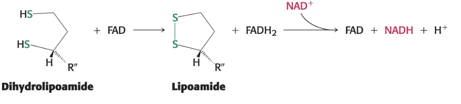 <p>Dihydrolipoamide produced in the formation of acetyl CoA must be reoxidized to lipoamide in order for the PDC to complete another reaction</p><ul><li><p>catalyzed by <strong>E3 dihydrolipoyl dehydrogenase</strong></p></li><li><p>two electrons from dihydrolipoamide are transferred to FAD prosthetic group and then to NAD+ to produce NADH</p></li></ul><p></p>