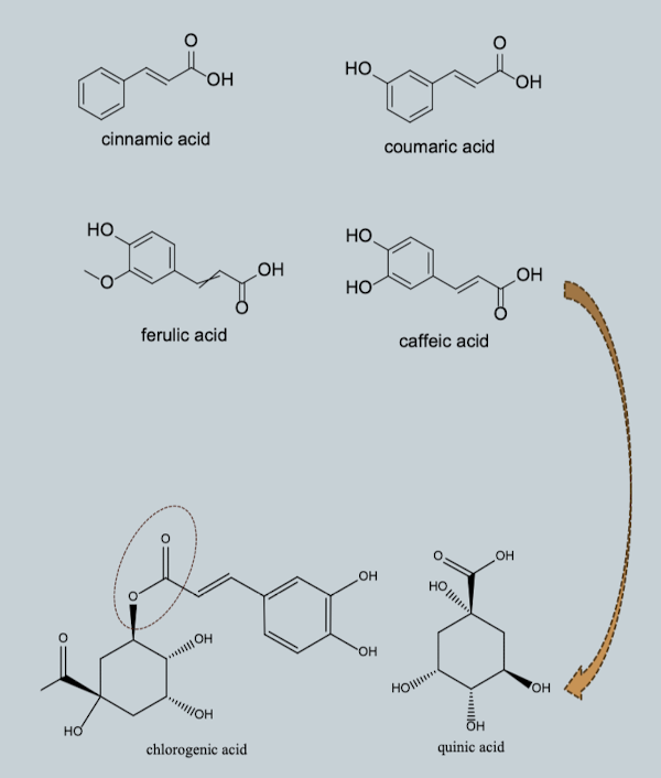 <p>Aromatic ring + propionic acid side chain</p><ul><li><p>Predominantly present as esters</p></li></ul><p></p>