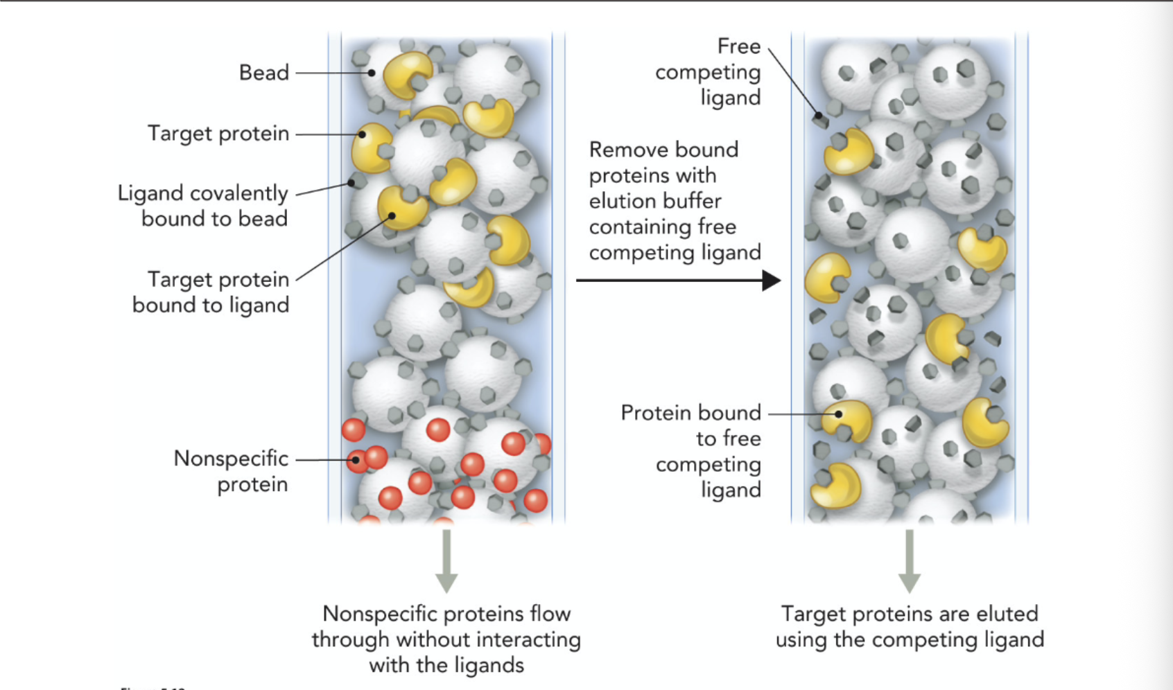 <p>Affinity chromatography used specific ligands to bond to the target protein. Therefore, nonspecific proteins flow through without interacting with the ligands</p>