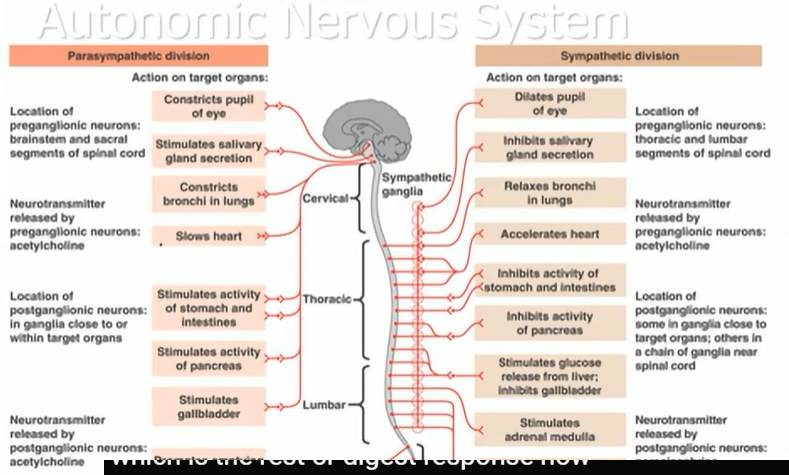 <p>only focus on action on largest organs </p>
