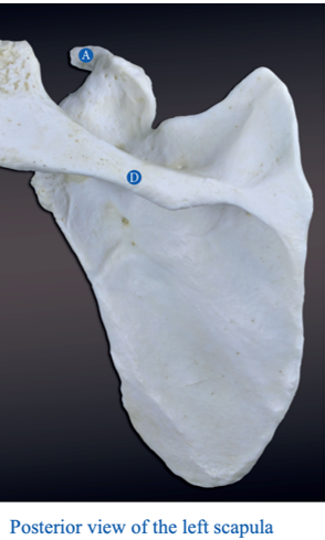 <p>D?</p>