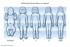 <p>process of getting bigger in size</p>