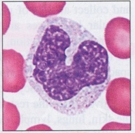 <p>Largest of all WBCs, up to 20 um; characterized by an oval or kindey bean-shaped nucleus surrounded by a pale cytoplasm</p>