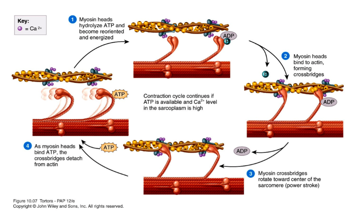 <ol><li><p>myosin neck goes from straight to pivoted</p><ol><li><p>myosin attached to actin → head pivots = actin filament moved </p></li><li><p>filaments slide past e/o </p></li></ol></li></ol><p></p>