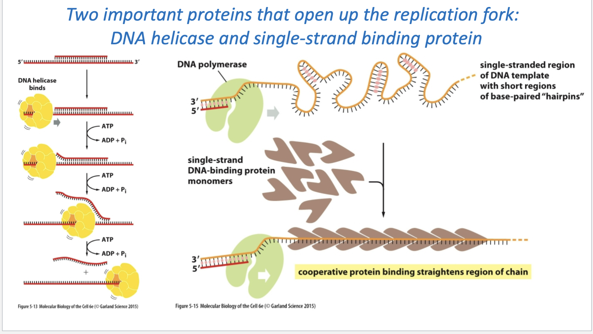<p>1. DNA helicase</p><ul><li><p><strong>Unwinds the DNA double helix</strong></p></li><li><p>Separates the two parental DNA strands by breaking the <strong>hydrogen bonds between bases</strong></p></li><li><p>Uses <strong>ATP for energy</strong></p></li><li><p>As helicase moves forward, it opens more DNA and creates the <strong>replication fork</strong></p></li></ul><p>Think: <strong>Helicase = unzipper</strong></p><p>2. Single-strand binding proteins (SSBs)</p><ul><li><p>Bind to the DNA strands <strong>after helicase separates them</strong></p></li><li><p>Keep the separated strands from <strong>pairing back together</strong></p></li><li><p>Prevent the single strands from folding into structures like <strong>hairpins</strong></p></li><li><p>Keep the DNA stretched out so <strong>DNA polymerase can copy it</strong></p></li></ul><p>Think: <strong>SSB = holds the unzipped DNA open</strong></p><p>But helices cause torsional stress to build up and causes the fork to form supercoils so its like knots think about when you pull a water hose it coils up</p><p><strong>Helicase</strong></p><ul><li><p>unwinds the double helix</p></li><li><p>separates the two DNA strands</p></li><li><p>as it keeps opening DNA, the still-double-stranded DNA ahead of it gets <strong>overwound</strong></p></li><li><p>this creates <strong>supercoils / torsional stress</strong></p></li></ul><p>If that stress kept building up, the DNA would get too tightly twisted and replication would have trouble continuing.</p><p>That’s where <strong>topoisomerase</strong> comes in:</p><ul><li><p>makes a temporary <strong>nick/cut</strong> in the DNA</p></li><li><p>lets the DNA rotate and relax</p></li><li><p>removes the supercoiling</p></li><li><p>then reseals the DNA</p></li></ul><p>So for your flashcard:</p><p><strong>Helicase unwinds DNA → causes supercoiling ahead of the fork → topoisomerase relieves the twisting stress by temporarily cutting and resealing DNA.</strong></p>