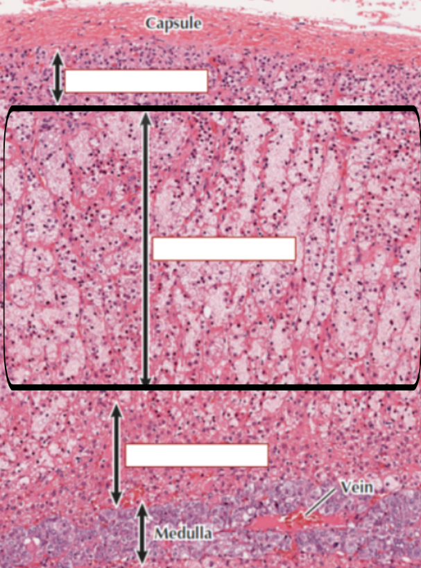<p>a. What section of the Adrenal cortex is this?</p><p>b. What does it do?</p>