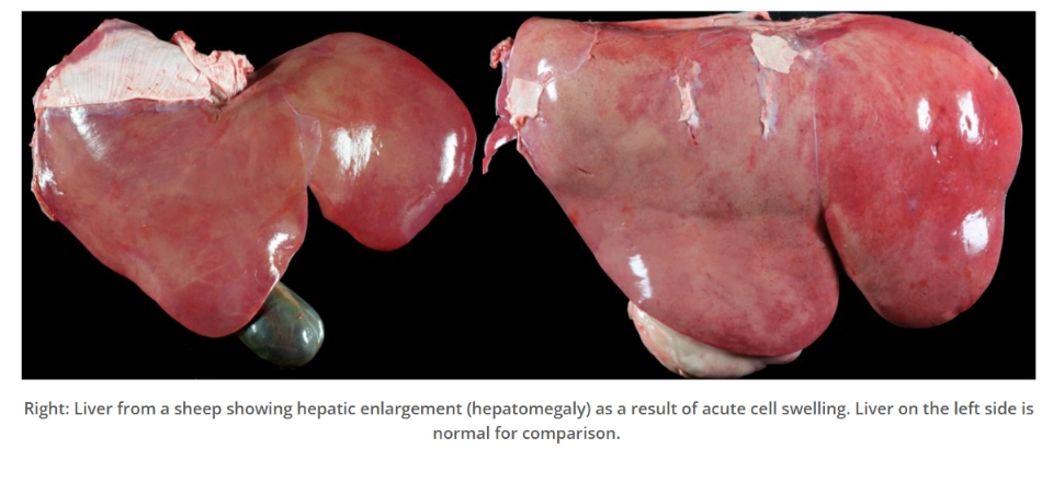 <p>Is this the gross appearance of a tissue that had cellular degeneration, cell death or cell adaption?</p>