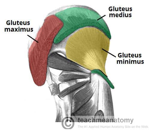 <ul><li><p><span style="background-color: transparent;">Origin: Posterior ilium </span></p></li><li><p><span style="background-color: transparent;">Insertion: Posterior/lateral femur </span></p></li></ul><ul><li><p><span style="background-color: transparent;">Action: Hip abduction (pulling femur away from midline) and medial rotation </span></p></li><li><p><span style="background-color: transparent;">Fx: Limits hip adduction </span></p></li><li><p><span style="background-color: transparent;">Inn: Superior gluteal nerve</span></p></li></ul><p></p>