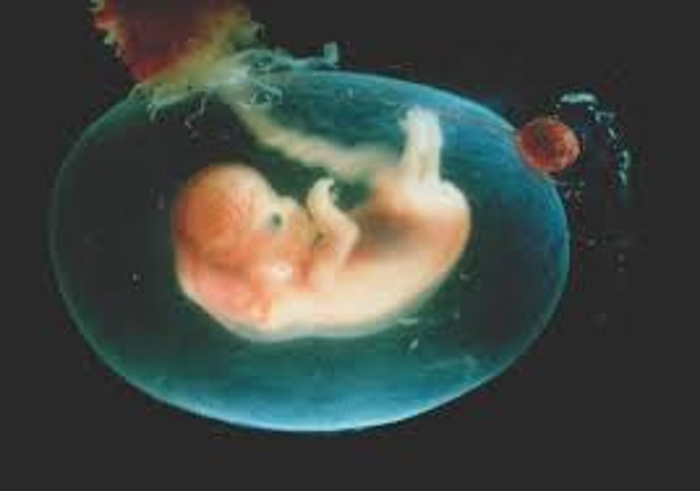 <p>Developing baby from 9 weeks until birth</p>