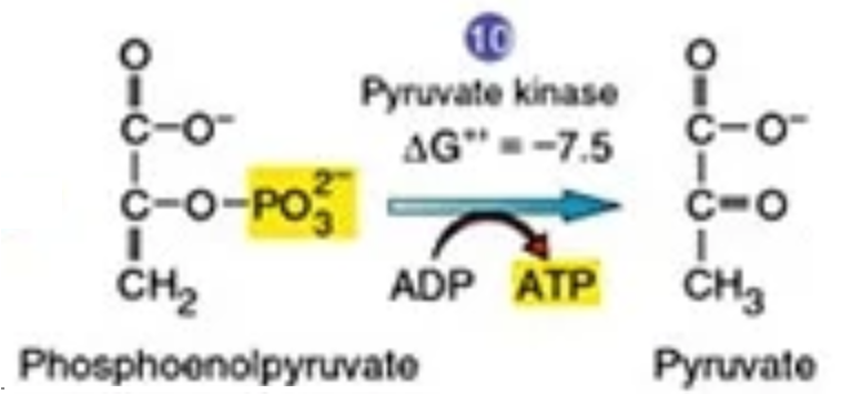 <p>two molecules of PEP are converted into two molecules of pyruvic acid by the enzyme pyruvate kinase.</p><p>1ADP is converted into ATP.</p>