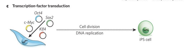 <p>Can be used to form induced pluripotent stem (iPS) cells, which have similar properties to ES cells and can be generated from almost any cell type in the body through the introduction of four genes (Oct4, Sox2, Klf4 and c-Myc) by using retroviruses</p>