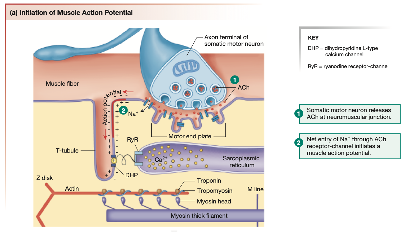 <ol start="12"><li><p>At the base of T-tubules, are complexes called <strong><em><u><mark data-color="green" style="background-color: green; color: inherit;">DHP</mark></u></em></strong> (dihydropyridine L-type</p><p class="p1"><strong><em><mark data-color="green" style="background-color: green; color: inherit;">calcium channel</mark></em></strong>). DHPs are <strong><mark data-color="green" style="background-color: green; color: inherit;">voltage receptors</mark></strong>, hence respond to the depolarisation of the sarcolemma.</p></li><li><p class="p1">DHPs are physically connected to <strong><em><u><mark data-color="green" style="background-color: green; color: inherit;">RyR channels</mark></u></em></strong> (ryanodine <mark data-color="green" style="background-color: green; color: inherit;">receptor-channel</mark>). Hence, when DHPs are activated, RyR channels follow suit.</p></li><li><p class="p1">RyR channels are found gating the <mark data-color="yellow" style="background-color: yellow; color: inherit;">sarcoplasmic reticulum</mark> found within the muscle cell.</p></li></ol><p></p>