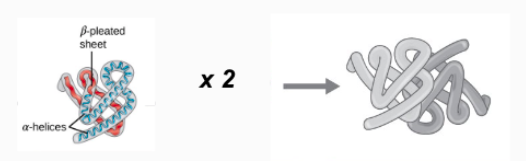 <p>Multiple 3D tertiary polypeptide chains together</p>