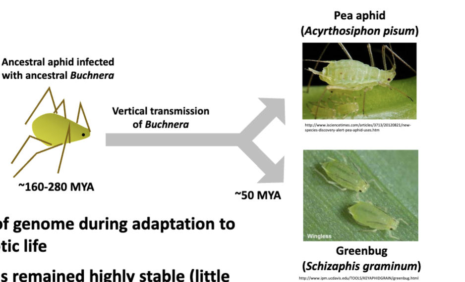 <ul><li><p>lost approx. 86% of genome during adaptation to endosymbiotic life</p></li><li><p>genome has remained highly stable (little change) over the last 50 million years</p></li></ul><p></p>