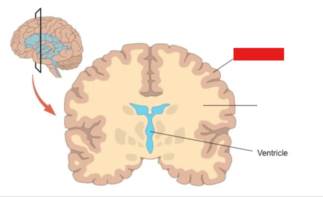 <p>group of neurons cell bodies and their dendrites, minimal myelin sheath</p><p>cns: cortex in brain surfaces, nuclei in deeper areas</p><p>pns: swelling cell bodies called ganglia</p>