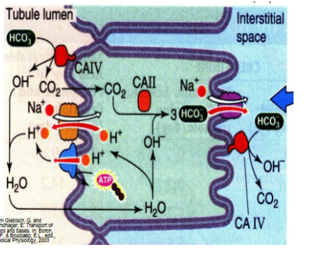 <p>A basolateral Cl-HCO3 exchanger also contributes to bicarbonate reabsorption in the late PT.</p>