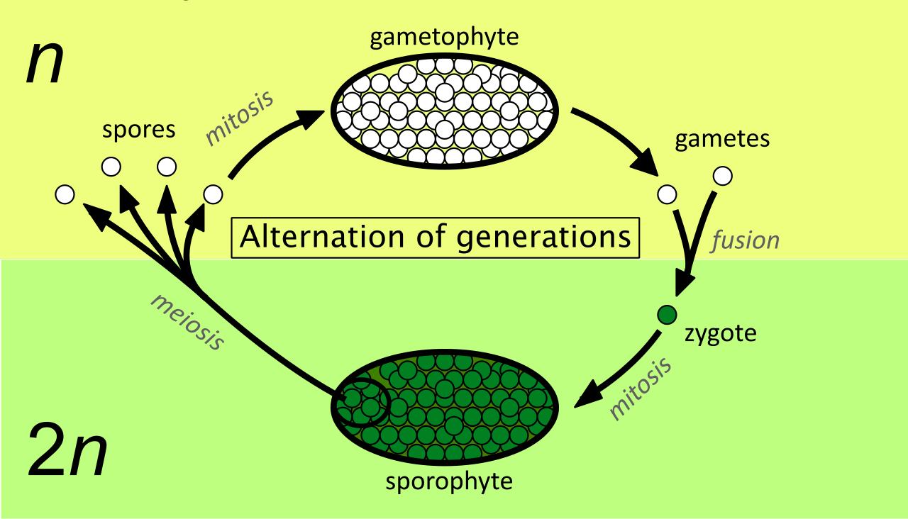 <p>mitosis, gametophyte, mitosis, gametes fuse to from zygote, then goes through mitosis to form sporaphyte, and meiosis then turns into spores.</p>