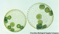 <p>plant division including green algae, characterized by having chlorophyll</p>