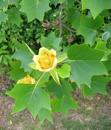 <p>Tulip Poplar </p>