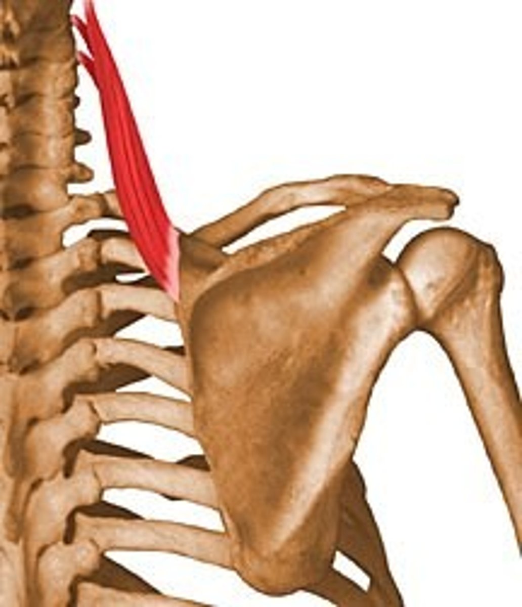 <p>dorsal scapular N</p>
