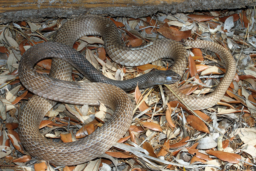 <p>Alethinophidia, Colubroidea, Colubridae<br>Coluber flagellum<br>Coachwhip</p>
