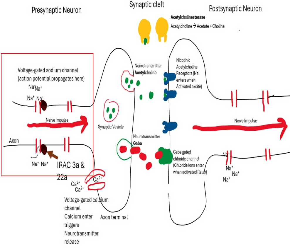 <p>IRAC Group 3A</p><p>Target site: Voltage-gated sodium channels on axons of neurons</p><p>Class: Synthetic pyrethroids</p><p>Active constituent: Bifenthrin or Deltamethrin</p><p></p><ul><li><p>Synthetic pyrethroids bind to voltage-gated sodium channels. </p></li><li><p>They cause the sodium channels to stay open longer than normal. </p></li><li><p>More Na⁺ enters the neuron than normal. </p></li><li><p>The neuron keeps firing repeatedly. </p></li><li><p>This causes overexcitation. </p></li><li><p>Tremors → paralysis → death</p></li></ul><p></p><p></p><p>RAC Group 22A</p><p>Target site: Voltage-gated sodium channels on axons of neurons</p><p>Class: Oxadiazines</p><p>Active constituent: Indoxacarb</p><p></p><ul><li><p>Indoxacarb blocks voltage-gated sodium channels. </p></li><li><p>The sodium channels cannot function/open normally. </p></li><li><p>Little or no Na⁺ enters the neuron. </p></li><li><p>The action potential cannot continue along the axon. </p></li><li><p>The nerve stops firing. </p></li><li><p>This causes flaccid paralysis. </p></li><li><p>Paralysis → death</p></li></ul><p></p>