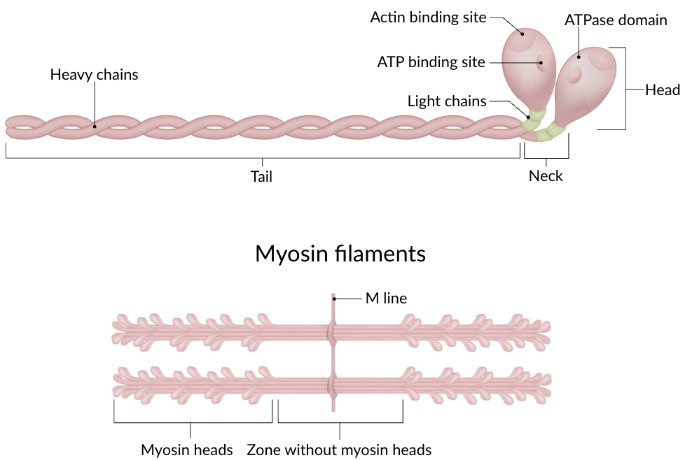 <p>Thick filaments</p><p>2 heave + 2 light protein chains</p><p>Domains:</p><ul><li><p>Head: Actin + ATP binding sites</p><ul><li><p>ATPase activity</p></li></ul></li><li><p>Neck: 2 light chains attached to heavy chain</p><ul><li><p>Regulate head</p></li></ul></li><li><p>Tail: Heavy chains coil together</p><ul><li><p>Heads on both sides</p></li></ul></li></ul><p>Function: Slide along actin filaments</p>