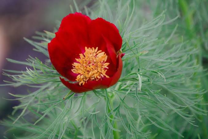 <p>Paeonia tenuflolia</p>