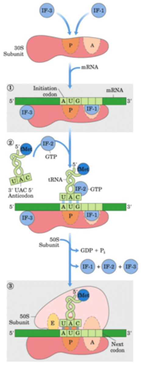 <p>a sequence of nucleotides upstream of the start codon of an mRNA transcript that is responsible for the recruitment of a ribosome during the initiation of protein translation</p>