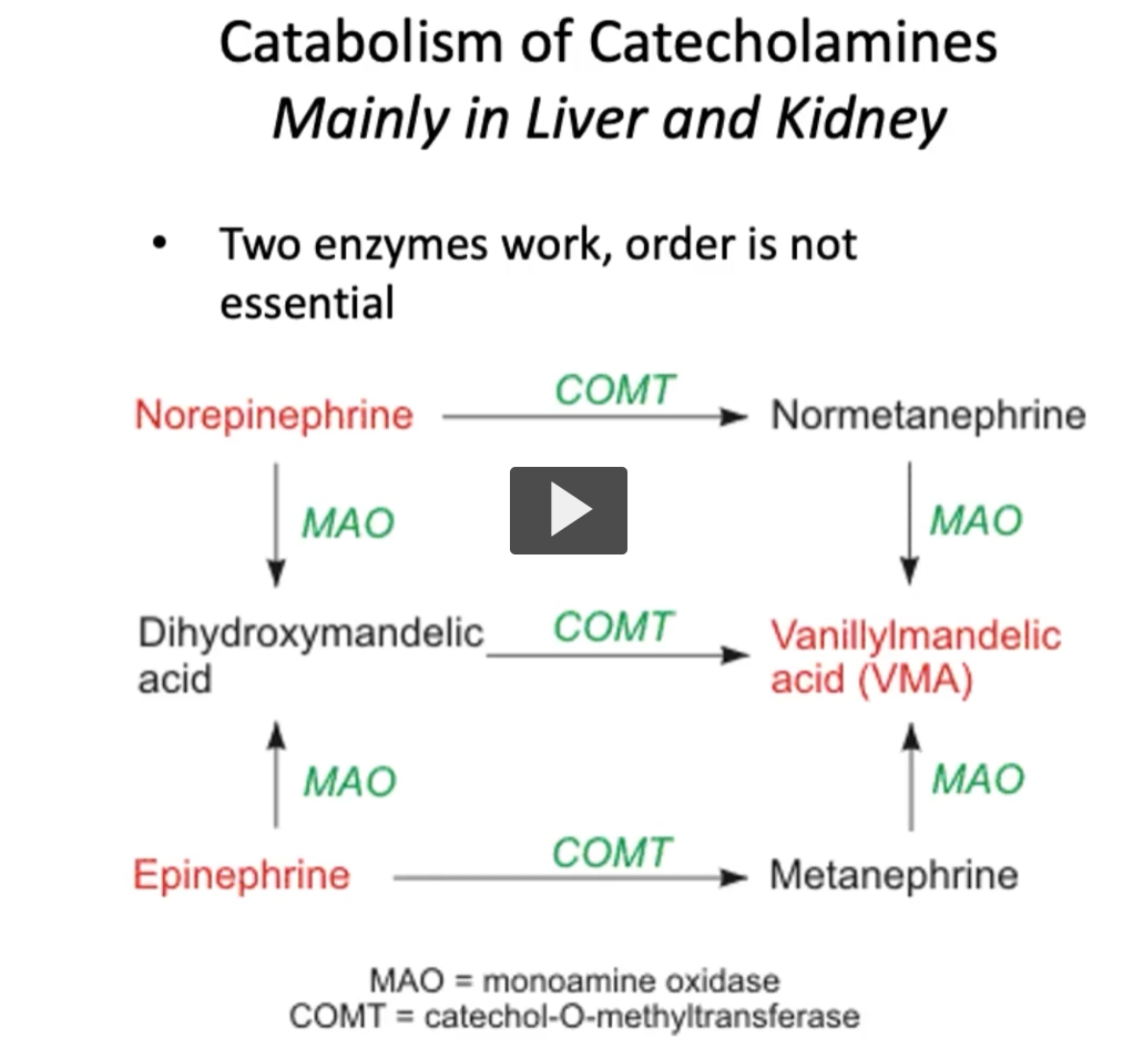 <p><u>catabolism of catecholamines (mainly in liver and kidney)</u></p><p>Why are they located in the liver? They’re in the <strong>liver and kidneys</strong> for one main reason:<br><strong>to detoxify and eliminate circulating monoamines (like catecholamines) from the body. (</strong>Chatgpt), the rest of the stuff is what the instructor said)</p><p>The <strong>primary sites of excess catecholamines breakdown </strong>is the <strong>liver </strong>and <strong>kidney</strong>. <strong>Both</strong> <strong>MAO</strong> and <strong>COMT</strong> <strong>degrade catecholamines </strong>through the process of <strong>oxidative deamination </strong>and as well as <strong>methylation. </strong></p><p>The <strong>sequence of these enzymatic reactions</strong> is <strong>flexible</strong> and is <strong>not strictly linear</strong>,<strong> it does not follow a specific order</strong>, but it’s important to remember both processes. </p><p>It’s also important to remember the fact that <strong>both MAO </strong>and <strong>COMT enzymes are required </strong>for the <strong>full inactivation </strong>of these <strong>excess catecholamines</strong>. </p><p>Although the exact order of action may vary, both are crucial in maintaining neurotransmitter homeostasis. </p><p>A <strong>clinical relevant fact</strong> is that<strong> inhibitors of these enzymes</strong> are used <strong>therapeutically</strong> in <strong>Parkinson’s disease</strong> and<strong> depression</strong>. </p><p>Vanillylmandelic Acid (VMA) <br><strong>VMA </strong>is the <strong>final breakdown product of catecholamines</strong>, specifically:</p><ul><li><p>Norepinephrine</p></li><li><p>Epinephrine</p></li></ul><p>How is VMA formed? </p><p>Catecholamines are degraded by <strong>MAO</strong> and <strong>COMT</strong> in sequence → ultimately producing <strong>VMA</strong>, which is excreted in urine.</p><p><strong>Simplified pathway:</strong></p><ul><li><p>Norepinephrine / Epinephrine<br>→ (MAO + COMT)<br>→ <strong>VMA</strong></p></li></ul><p>Where is it found? <strong>Urine</strong> (measured clinically)</p><p>Clinical significance </p><p><strong>High-yield test point:</strong></p><ul><li><p>↑ <strong>VMA levels</strong> → suggests excess catecholamine production</p></li></ul><p></p>