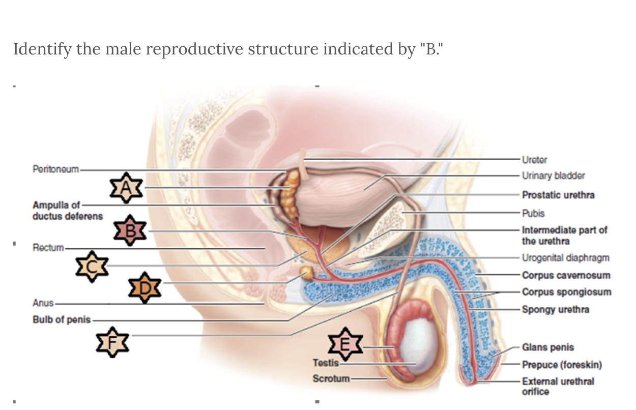 <p>Identify structure B</p>