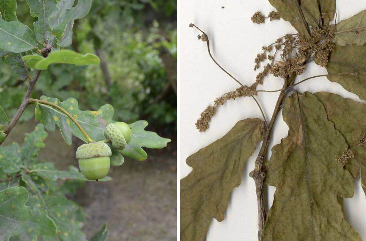 <p>Quercus robur</p>